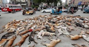 Più di 700 cani sono stati avvelenati dal governo Pakistano, secondo loro: “I cani rappresentano una minaccia pubblica”