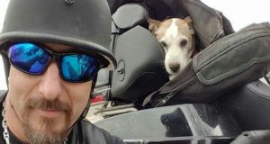 ” Quell’ignobile ha accostato in autostrada, ha preso un bastone e si è scagliato sul suo cane,quando l’ha gettato in mezzo al traffico io non c’ ho visto più dalla rabbia, ho fatto inversione e …