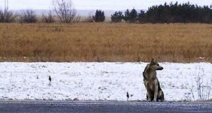 Il suo umano è morto in un incidente stradale nel 2014. Da allora “Hachiko Siberia”, come è noto questo cane, attende sulla strada il ritorno de suo amato padrone.