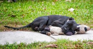 Abbandonato e triste, il cane cerca conforto in un orso di peluche