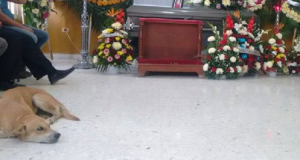 Il cane che era scomparso da settimane, appare durante il funerale della sua amata umana