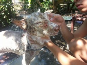 Nick Il Cane Senza Zampe E Con Il Muso Tagliato, Trova Finalmente Un Compagno Umano