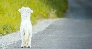 L’ambulanza parte e non carica la cagnolina del ferito che la insegue disperatamente. Da quel momento sparisce nel nulla e il suo amato mette una ricompensa. Una settimana dopo una donna bussa alla sua porta ma…