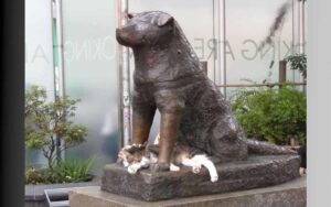 Gatto con il maglioncino staziona tutti i giorni sotto la statua del leggendario Hachiko.