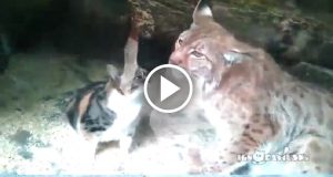 Quando il gatto è caduto accidentalmente nel recinto della lince, si pensava fosse spacciato ma gli eventi hanno preso davvero una strana piega…