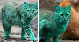 Un gatto verde smeraldo si aggira per le strade di Varna. Le associazioni animaliste si mobilitano immediatamente e scoprono un’incredibile verità.