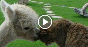 L’alpaca che crede di essere un gatto.