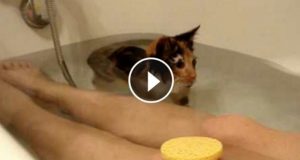 Avete mai visto un gatto che adora fare il bagno con il suo umano? Godetevi lo spettacolo!