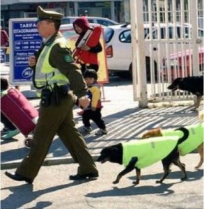 Pitbull Sparato A Palermo Sta Lottando Per La Sua Vita. Adesso Si Cerca La Sua Compagna