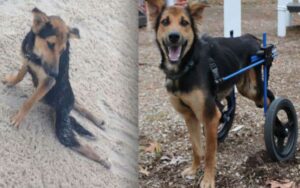 Il cane paralizzato abbandonato sulla spiaggia thailandese adesso ha una vita felice