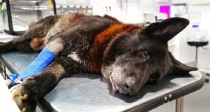 Investe il suo cane di 10 anni per sbaglio, lo porta in clinica e scopre che bisogna operarlo: “E’ un cane vecchio, non vale la pena, meglio sopprimerlo”. Ecco la reazione del veterinario a queste parole…