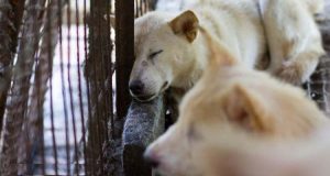 Dopo una vita di devozione e lealtà, Pinch e Lilly vengono venduti dalla propria famiglia ad una fattoria di carne di cane. Il destino però riserva spesso delle sorprese.