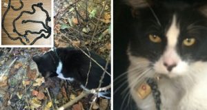 Stava cercando un cane scomparso nel bosco e invece ho trovato un gatto incatenato a un albero che miagolava disperato. Erano stati capaci di…