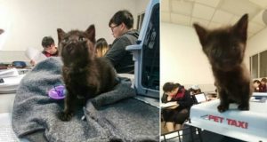 E poi è arrivata lei, Onyx, la gattina orfana che riduce lo stress e aumenta la gioia degli studenti!!!