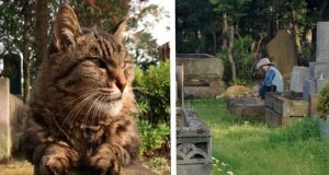 “Sono capitata in quel cimitero per caso e quando ho visto il gatto consolare un uomo mi sono commossa…”