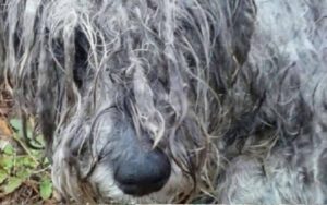 Cane maltrattato trovato legato a un albero fa una trasformazione dopo il suo salvataggio