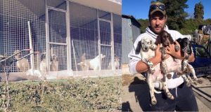 Ospita i cani rimasti senza casa dopo il sisma: “Siamo stremati, qualcuno ci aiuti. Gli animali continuano ad arrivare ma non si è visto nessuno delle istituzioni. Qualcuno ci dica come andare avanti”