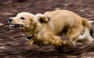 Il ‘turbo mode’. Perché i cani iniziano improvvisamente a correre a tutta velocità per la casa? C’è una spiegazione