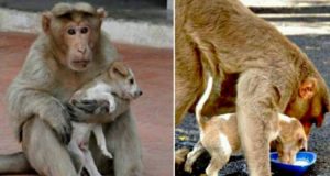 “Una scena incredibile. Il macaco lo proteggeva come se fosse un figlio. Non ci permetteva di toccarlo e lottava contro gli altri cani. Finché un giorno non glielo hanno strappato dalle braccia. Non ha potuto far altro se non dirgli addio con il suo urlo di dolore…”