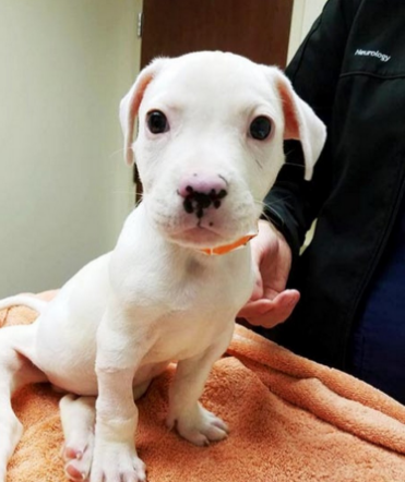 "Ero pronto a condividere la mia vita con un cane, così ho adottato Sissy. Come si fa di norma ...