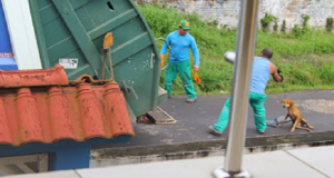 Operatore ecologico getta un cane randagio dentro il compattatore del camion come se fosse spazzatura.