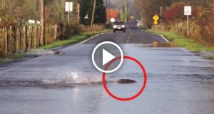 La Storia Di Bobo, Gestisce Un Negozio Da Nove Anni Senza Prendersi Nemmeno Un Giorno Di Ferie!