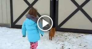 La bambina segue il gatto nella stalla, dietro la porta l’aspetta una sorpresa che non dimenticherà mai nella vita