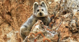 I volontari di questo rifugio festeggiano con una foto all’interno delle gabbie finalmente vuote! Tutti gli animali hanno trovato una casa per Natale grazie ad una speciale iniziativa…