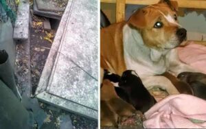 La famiglia senza cuore si allontana e abbandona la loro cagnolina incinta nel cortile di casa