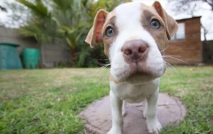 7 fotografie che dimostrano l’aggressività del Pitbull. Mai lasciare un bambino con questa razza