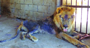 265 animali nello zoo di Taiz, stanno morendo di fame. 11 Leoni e 6 leopardi in pericolo di estinzione, sono già deceduto in agonia. Guardate cosa sta succedendo…