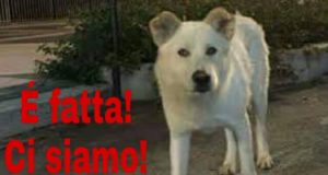 E’ FATTA, Angelo avrà giustizia! Di ieri la notizia che i 4 ragazzi di Sangineto che tolsero la vita al cane Angelo andranno a processo. Si terrà a Paola e con sorpresa di tutti il loro avvocato dichiara che….