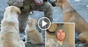 Questi cani randagi hanno salvato la vita al loro amico umano e ad altri 50 soldati durante la guerra in Afganistan eppure Chris ha dovuto lasciarli lì per tornare a casa. “Non potevo levarmeli dalla mente, credo fermamente che non sarei qui se non fosse per loro”