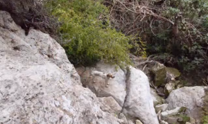 Va in vacanza in Grecia e incontra per strada un cane con la schiena spezzata. Il gesto di questa donna ha impressionato tutti