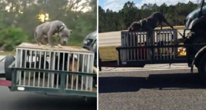 Vede un cane incatenato sopra una gabbia, all’esterno di un auto che viaggia a 110 Km/h sull’autostrada e decide di fare un video per denunciare il fatto.