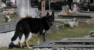 Dopo la morte del suo proprietario, questo cane lasciò la comodità di casa per vivere sulla tomba del suo umano. Adesso Capitano è malato ma il suo desiderio continua ad essere lo stesso “restare accanto al suo umano fino alla morte”