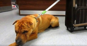 Questo povero cane è stato abbandonato in una stazione, insieme alla sua valigia. Ecco la storia di Kai.