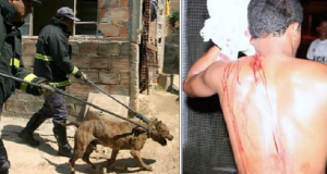 Coraggioso Pit bull morde un malvivente che si era introdotto in casa, il giudice lo condanna all’eutanasia. Salviamo il cane condannato!! Firmate la petizione contro questa ingiustizia.