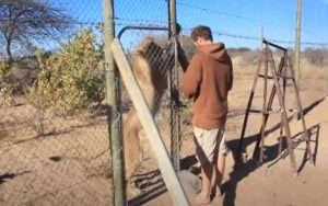 VIDEO: Salvò un cucciolo di leone da una morte certa. Dopo 4 anni si incontrano