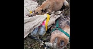 Una famiglia voleva salvare a tutti i costi il cavallo maltrattato, dopo 5 mesi però scoprono una verità che li lascia in lacrime. L’animale si è spento circondato d’amore. Ecco l’incredibile storia.