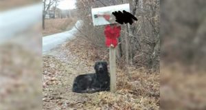 Aggredisce La Sua Gatta E Poi La Porta Dal Veterinario Fingendo Che Si Sia Fatta Male Da Sola… Ma I Conti Non Tornano…