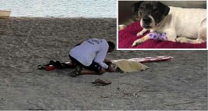 Getta il suo cane giù da un ponte di 10 metri facendolo atterrare sulla spiaggia, mentre lo fa dice che “i cani possono volare”.