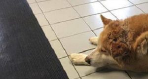 Nessuno capiva perché giorno dopo giorno, questo cane si presentava davanti al pronto soccorso e se ne stava sdraiato per ore. Poi però scoprirono la sua storia e rimasero tutti sconvolti…