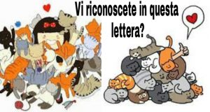 La lettera aperta di un inguaribile gattaro! “Ogni sera appena rientro non posso…”