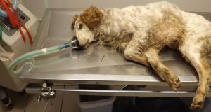 Cacciatore seppellisce vivo il suo cane perché ormai è troppo vecchio. Il villaggio si mobilità e chiede una pena severa con una petizione da firmare.