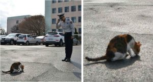 “Ha assistito alla sepoltura dei suoi cuccioli, investiti in un incidente d’auto e poi è sparita…un giorno è tornata…stanziava davanti al nostro distretto di polizia con insistenza…solo una volta entrata abbiamo capito il perchè…ci ha letteralmente spiazzato…”