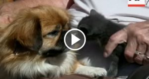 “Avevamo trovato un gattino abbandonato, e la nostra cagnolina ci sbalordì quando cominciò ad occuparsi di lui amorevolmente. Tre giorni dopo però successe l’inimmaginabile, non potevo credere ai miei occhi…”