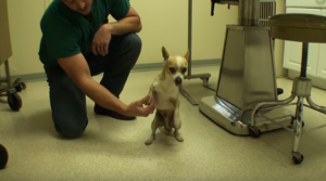 George Clooney adotta un secondo cane. Era stato abbandonato perche aveva un difetto alla zampa