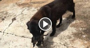 Qualcuno aveva gettato un cucciolo nell’immondizia, ma l’unico che se ne era reso conto era un cane nero che ha fatto di tutto per riuscire a salvare il piccolo.