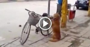 Il cane sta facendo la guardia alla bicicletta, ma ciò che accade quando torna il suo umano ha lasciato milioni di persone a bocca aperta…